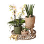 Witte orchidee, vrouwentong en succulent in bamboe dienblad